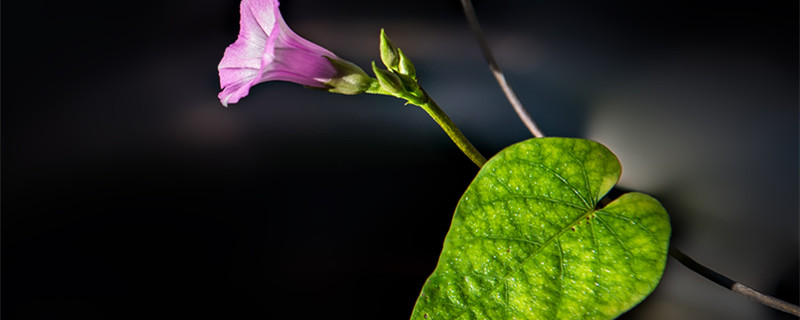 牵牛花什么时候开 一天之内牵牛花什么时候开