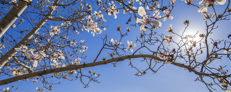 白兰花新芽枯萎怎么办（白兰花叶子蔫了）