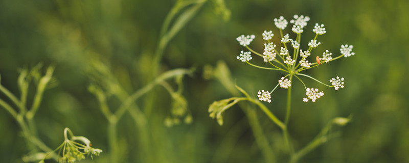 虎耳草科植物有哪些 虎耳草科植物有哪些特征