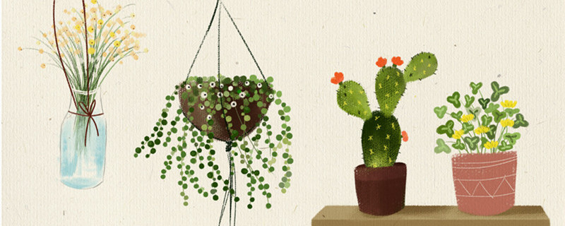 仙人指花卉怎么养（仙人掌类花卉怎么养）