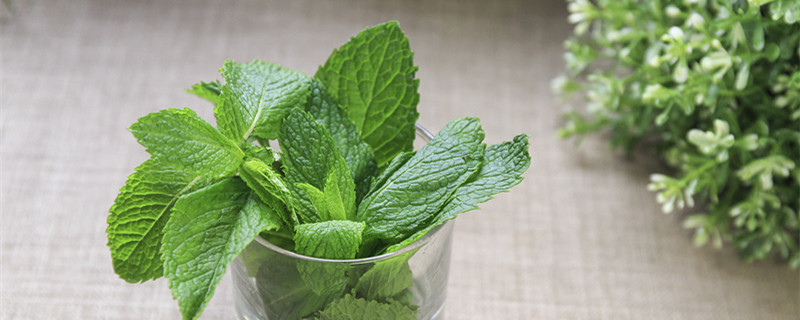 薄荷蔫了怎么补救 薄荷蔫蔫的怎么办