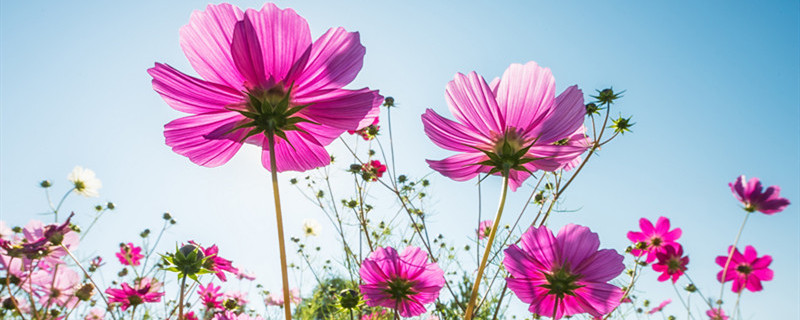 赏绿植的心情短语 欣赏绿植的心情