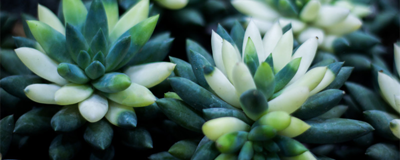 景天科多肉有多少种 景天科多肉有多少个品种