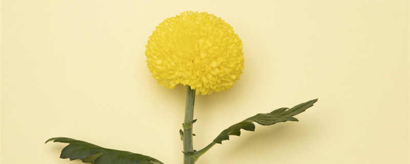 乒乓菊可以送老师吗 乒乓菊送朋友