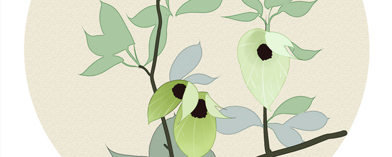 中国鸽子树是什么植物 中国鸽子树是什么植物?