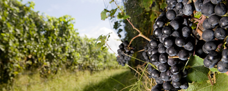 小葡萄苗施什么肥长的快（葡萄花小该施什么肥）