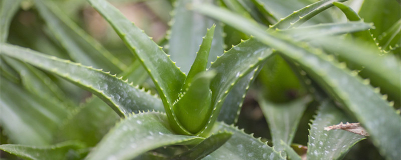 芦荟多久浇一次水（盆栽芦荟多久浇一次水）