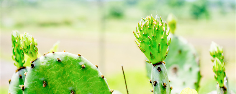仙人掌的果实 仙人掌的果实能吃吗?