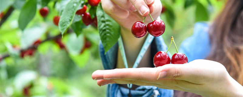 车厘子树耐寒多少度(车厘子树能耐多少度的低温)