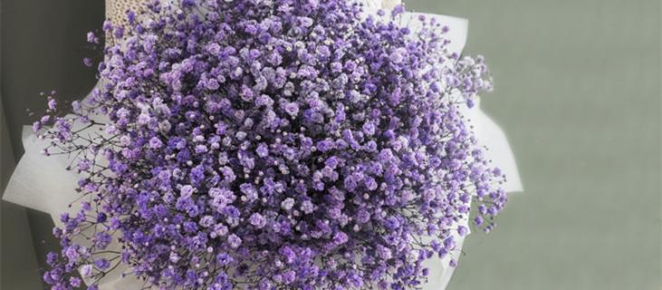 满天星花语是什么意思（满天星花语是什么意思 寓意）