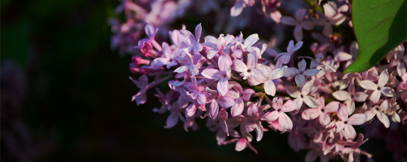丁香花什么季节开花 丁香花什么季节开花百度百科