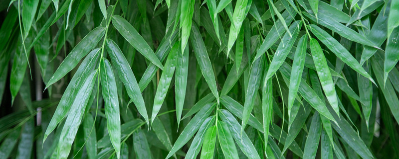 家养竹子叶子发黄的原因(家中养的竹子为什么叶子发黄)