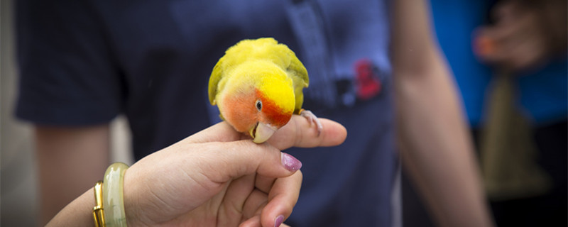 云斑鹦鹉和虎皮鹦鹉有什么区别 云斑鹦鹉跟虎皮鹦鹉有什么区别