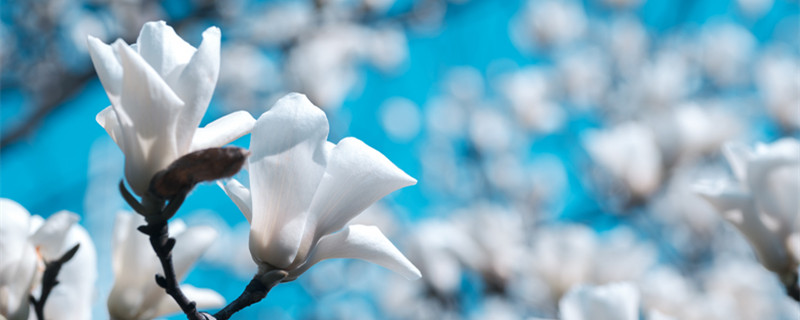 玉兰花的寓意和象征（和田玉兰花的寓意和象征）