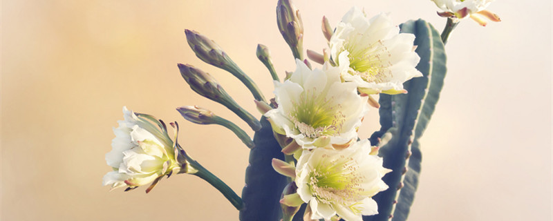 令箭荷花的养殖方法和注意事项(仙人掌嫁接令箭荷花的养殖方法和注意事项)