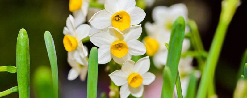 四季花是什么花 四季的花是什么花