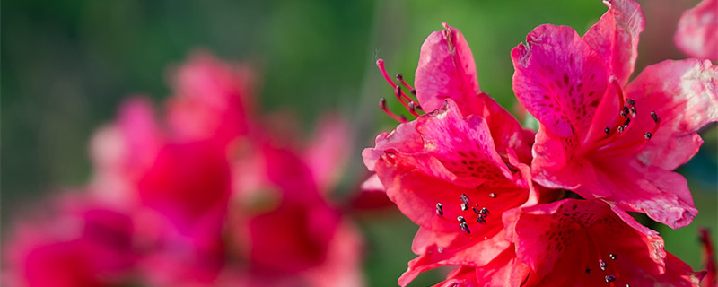 杜鹃花干叶掉叶是什么原因（杜鹃花叶子干枯掉叶子是怎么回事）