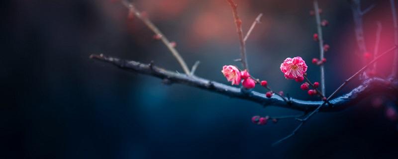 武汉市市花(武汉市市树和市花)