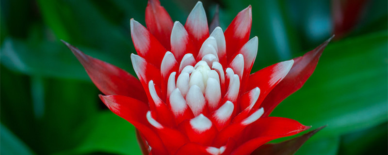 火炬花的养殖方法(火炬花怎么养殖)