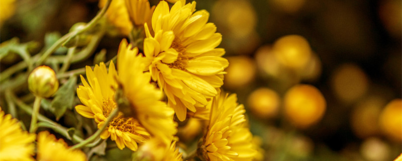 开封菊花展时间（开封菊花展时间2021）