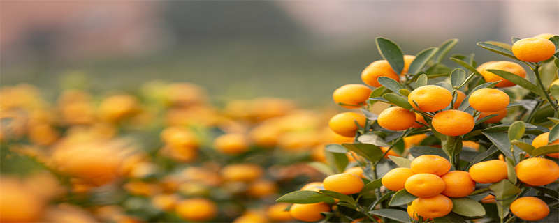 金弹子盆景怎么养护（金弹子盆景怎么养护视频）