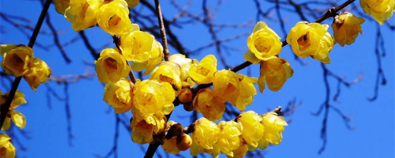 腊梅花花语(腊梅花花语百科)