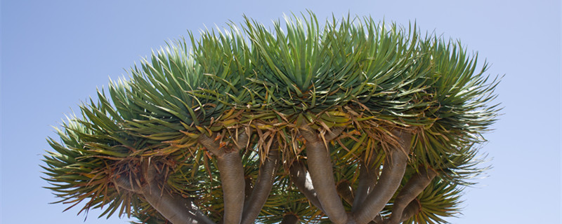 巴西木长根了怎么办（巴西木发根了）