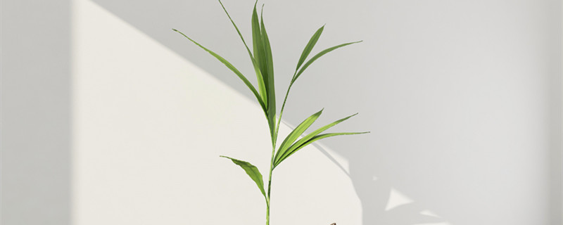 盆栽植物怎么养才茂盛 怎样把植物养的常茂盛