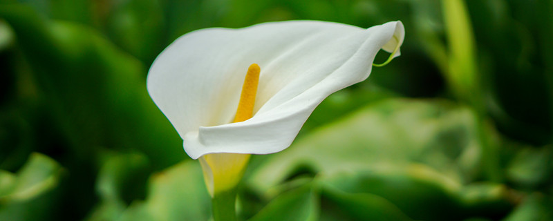 海芋和马蹄莲是一种花吗（海芋花 马蹄莲）