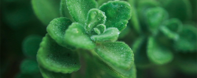 碰碰香插一片叶子能活吗（碰碰香扦插几根）