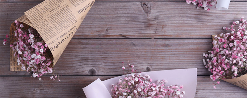 满天星会枯萎吗 满天星会枯萎吗歌曲