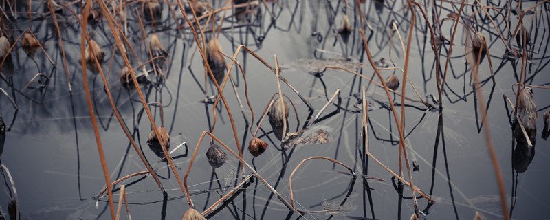 植物的茎和叶由什么发育而来 植物的茎叶和花都是由什么发育而来的