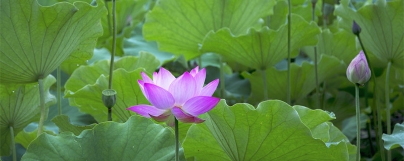 荷花的特点（荷花的特点写一段话）