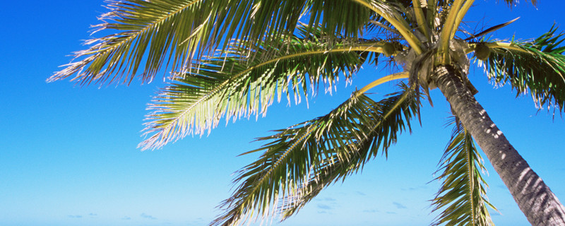 老茎生花的原因(老茎生花的植物有哪些)