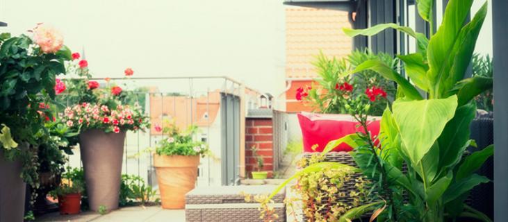 美人蕉花语 美人蕉花语什么意思