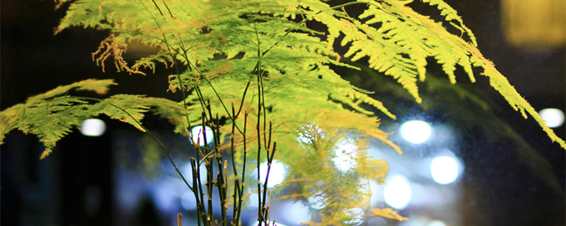 文竹好养吗 文竹好养吗耐寒吗