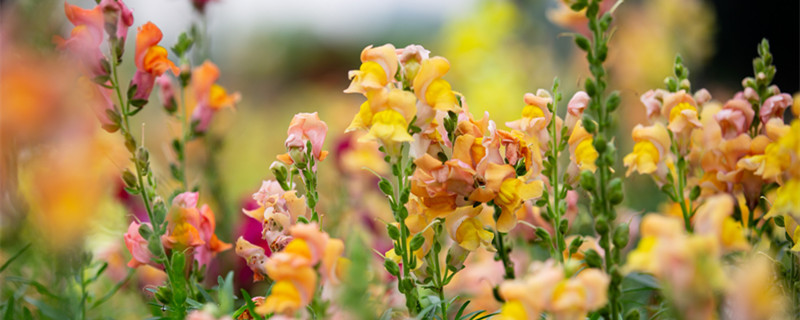 金鱼草花语 金鱼草花语请察觉我的爱意