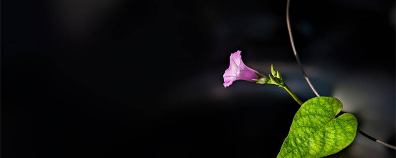 什么花在12点开放 12点什么花开放时间