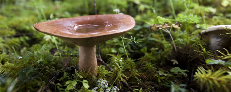 青碟花菌怎样种植（怎样种植青蝶花菌种）