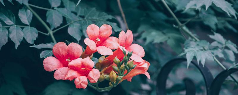 凌霄花如何种植 凌霄花种植技术