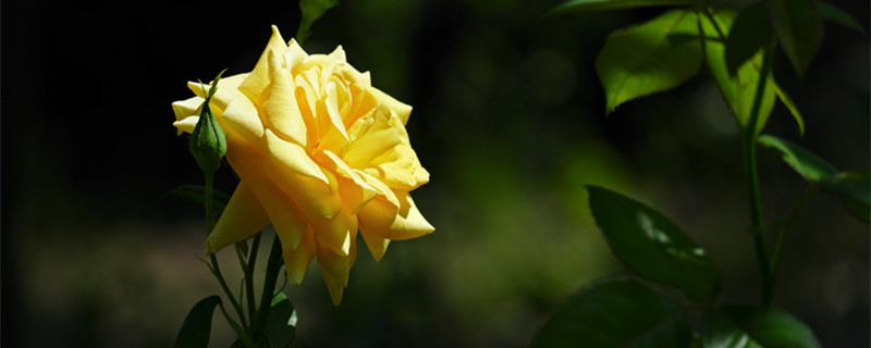 一支玫瑰花怎么养活 一朵玫瑰花怎么养活