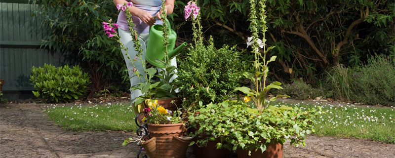 油画吊兰夏天怎么养 油画吊兰夏季怎么养