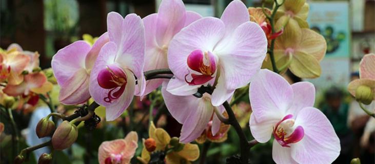 兰花的养殖方法和注意事项 夏天兰花的养殖方法和注意事项