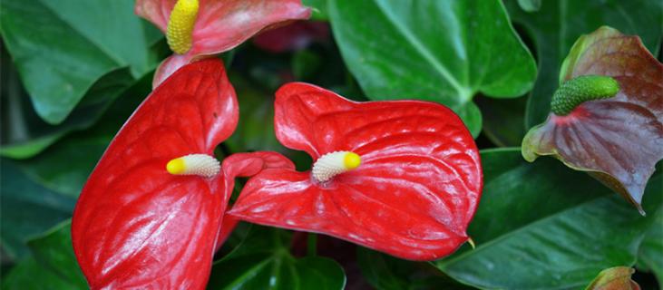 红掌的养殖方法和注意事项(红掌的养殖方法和注意事项适合放客厅吗)