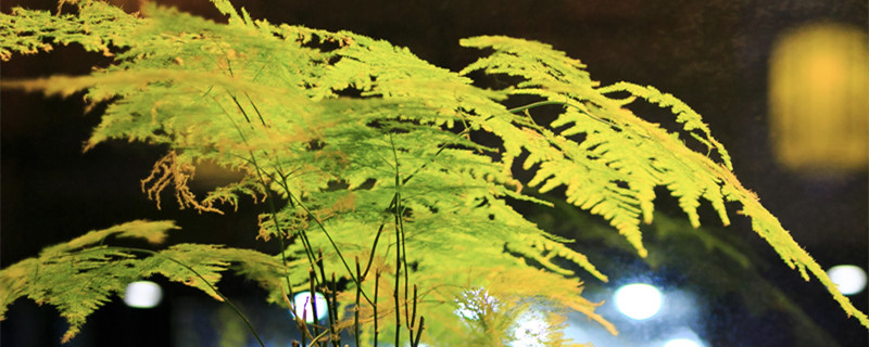 文竹喜阴还是喜阳