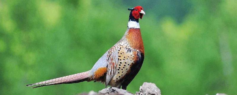 七彩山鸡养殖前景，附养殖方法 七彩山鸡怎么养殖更好