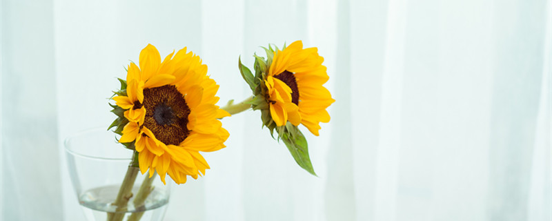 向日葵毕业花束的花语 毕业花束向日葵代表什么?