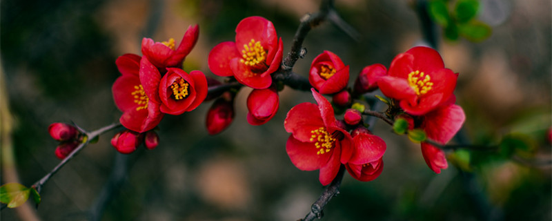 竹节海棠一年开几次花（竹节海棠一年四季都开花吗）