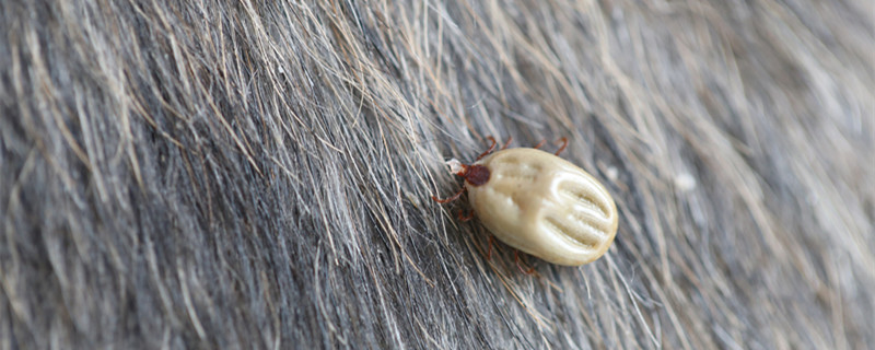 蚜虫是什么 蚜虫是什么虫