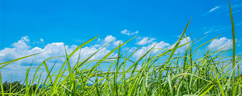 万年青叶子发黄下垂的补救方法 万年青叶子下垂发软发黄